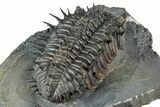 Super Spiny Drotops Armatus Trilobite - Morocco #359146-5